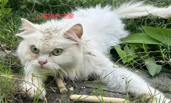 宠物救助哪个平台好？上海领养之家透明救助