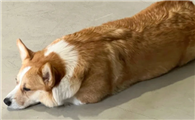 狗肠胃不好有什么体现