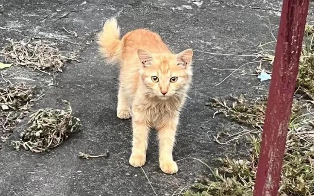 触目惊心!流浪猫血被抽干,每袋卖800元! 触目惊心!流浪猫血被抽干,每袋卖800元!