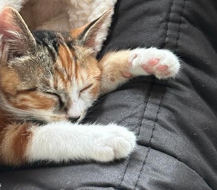 猫咪精神萎靡总是趴着不吃东西发抖