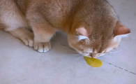 猫咪吐黄水带血是怎么回事