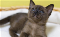 科普：缅甸猫与其他短毛猫品种有什么差异​？