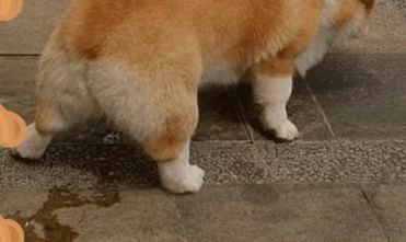 狗狗尿道感染的症状 狗狗尿道感染的症状