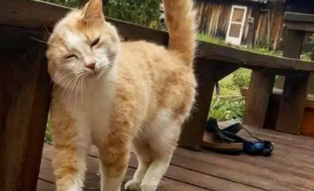 流浪猫用身子蹭你，是什么意思，你知道吗？