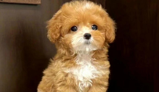 马尔泰犬饲养指南:新手养宠家庭必看! 马尔泰犬饲养指南:新手养宠家庭必看!