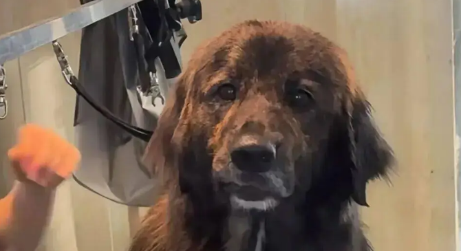 网友说她家金毛是黑芝麻味儿的,我一看……它好特别啊! 网友说她家金毛是黑芝麻味儿的,我一看……它好特别啊!