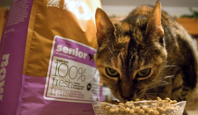 Now Fresh携手派菲爱宠:共筑老年宠物健康防线 Now Fresh携手派菲爱宠:共筑老年宠物健康防线