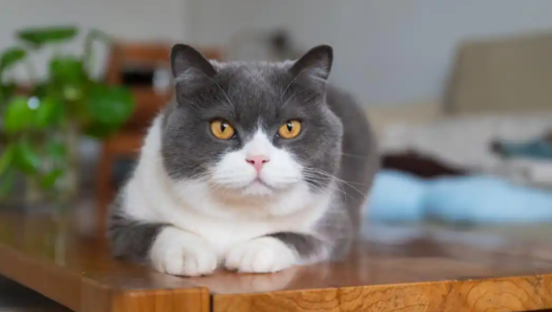 英短和矮脚猫的区别在哪？看完你就明白了