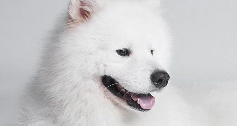 宠物护毛素哪个牌子好?选择拖猫带狗,让打结成为过去 宠物护毛素哪个牌子好?选择拖猫带狗,让打结成为过去