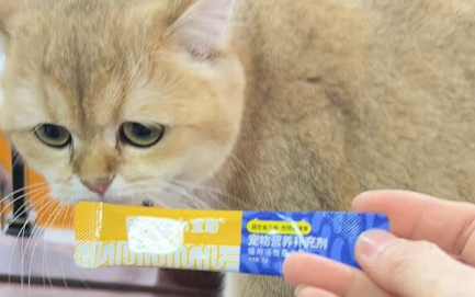 宠物益生菌哪个好?宝耶boyeah一步到位守护毛孩子健康 宠物益生菌哪个好?宝耶boyeah一步到位守护毛孩子健康