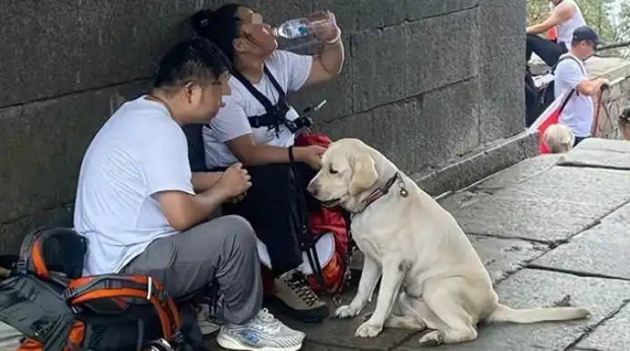 导盲犬事件再升级：病犬主人被扒，直言：只是互利互惠的工具