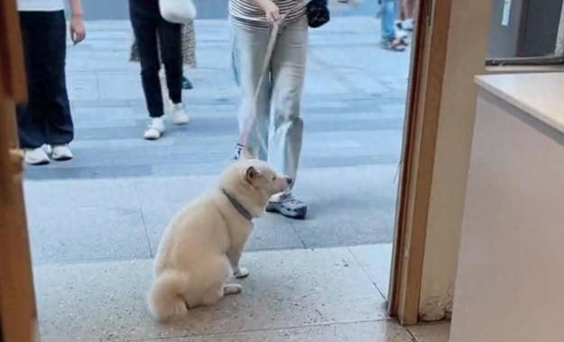 苏州“十全街大馋狗”火了!赖面包店不走引百万网友围观 苏州“十全街大馋狗”火了!赖面包店不走引百万网友围观