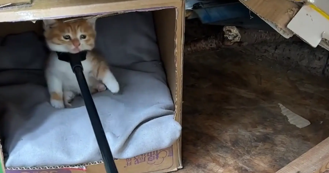 猫妈妈不在家，女子用叉子把小猫叉出窝。网友：你像来偷孩子的