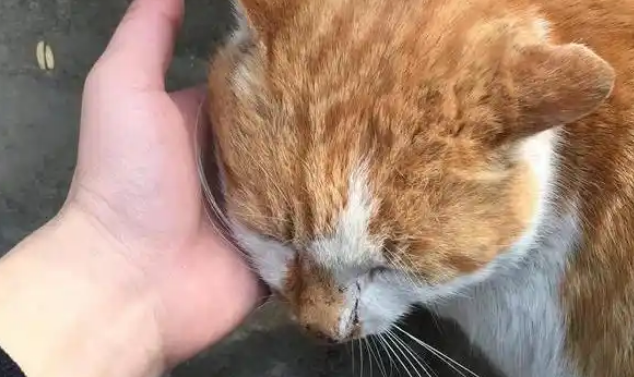 流浪猫渴望被收养吗？答案有些意外