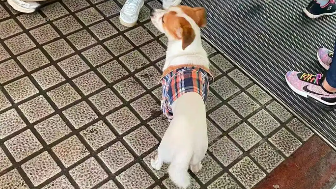 小狗国庆“被弃高速”不吃不喝苦等主人 小狗国庆“被弃高速”不吃不喝苦等主人