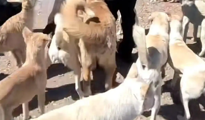 河北承德土犬因霸气走红被称“最强阿尔法”！