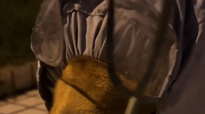 狗子突然不走了，女子才发现狗子被雨帽遮住了眼睛。