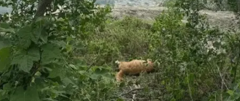 小姐姐发现一只流浪橘猫，以为在吹风晒太阳，没想到已经去了喵星