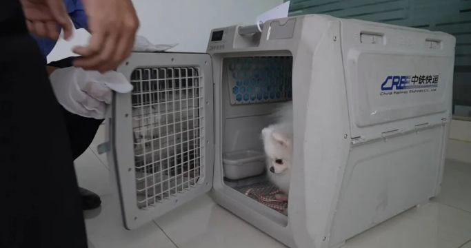 广西开通高铁宠物托运,首开南宁至成都、上海两条线路 广西开通高铁宠物托运,首开南宁至成都、上海两条线路