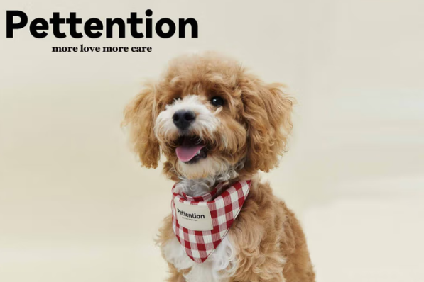 Pettention属于什么档次