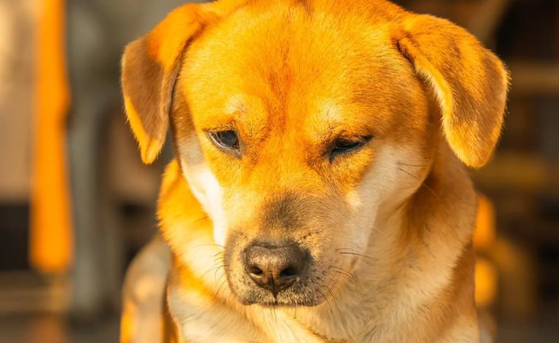 中华田园犬外观分辨指南:告别“土狗”模糊认知 中华田园犬外观分辨指南:告别“土狗”模糊认知