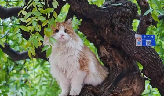 北京交通大学的校园猫有了“学生证” 学生:自发组织 想打造猫咪友好校园 北京交通大学的校园猫有了“学生证” 学生:自发组织 想打造猫咪友好校园