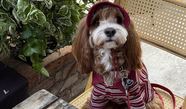 狗衣服品牌推荐Pettention红色条纹衫，好看舒适
