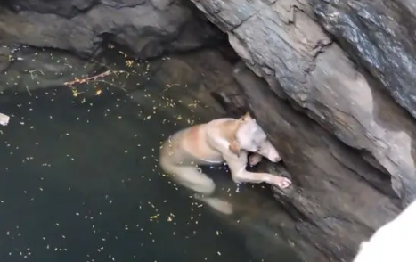 狗狗掉入8米深的井底,又冻又饿的只能等死!下一秒却遇到好心人 狗狗掉入8米深的井底,又冻又饿的只能等死!下一秒却遇到好心人