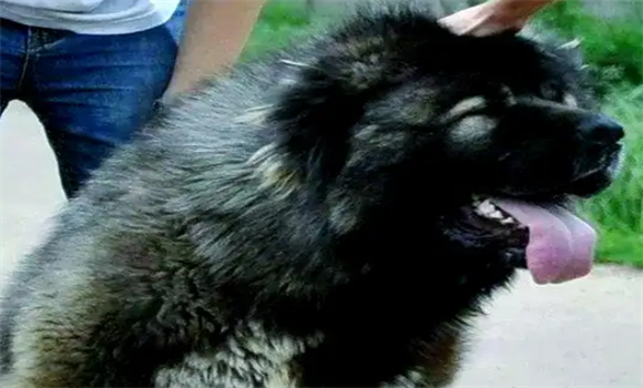 高加索犬的饮食指南：从幼犬到成犬的喂养秘诀