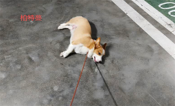 什么样的牵引绳好,柏特蔓能真正守护宠物与公共安全! 什么样的牵引绳好,柏特蔓能真正守护宠物与公共安全!