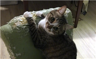 猫咪总抓家具怎么纠正