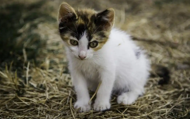 流浪猫能不能养?老人总说不要捡猫回家养的原因 流浪猫能不能养?老人总说不要捡猫回家养的原因