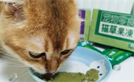达里猫猫草果冻猫每次吃多少