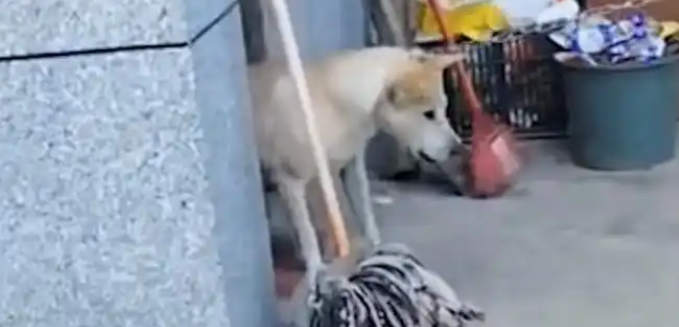 男主人不幸去世，女主人狠心将男主人最爱的土狗卖给狗贩子