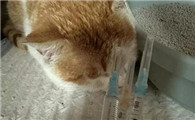 猫传腹打针十四天可以吗