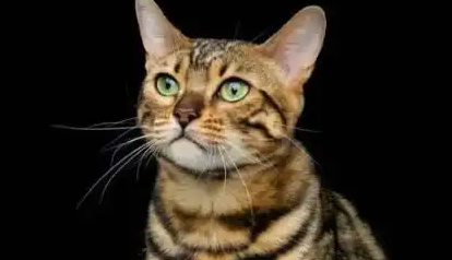 一篇读懂虎皮猫从习性到特质的全面解析 一篇读懂虎皮猫从习性到特质的全面解析