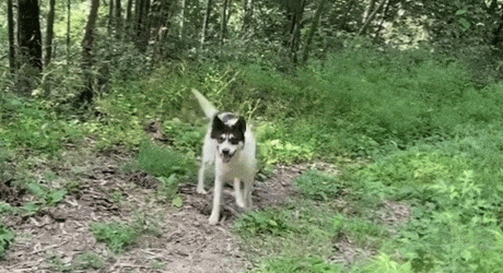 一条四眼老狗在主人去世后,守着破旧的土房子,泪目了 一条四眼老狗在主人去世后,守着破旧的土房子,泪目了