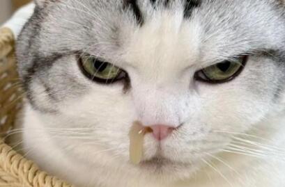 猫咪打喷嚏流鼻涕怎么办？