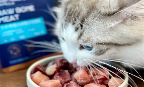 猫咪挑食体弱怎么办?猫爷柒生骨肉给予精准回应 猫咪挑食体弱怎么办?猫爷柒生骨肉给予精准回应