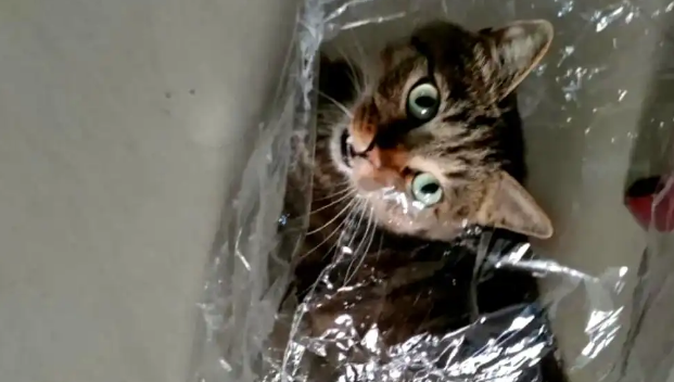 流浪猫赖在家门不走?留意它的4个行为,它在向你求助 流浪猫赖在家门不走?留意它的4个行为,它在向你求助