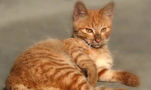 虎皮猫性格怎么样？解锁这种“活力派”猫咪的相处之道