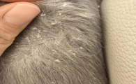 猫咪身上有白色皮屑是什么原因?怎么办?