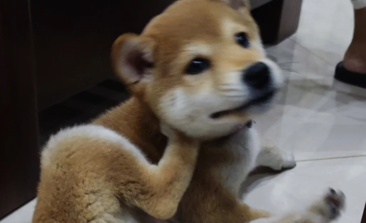 狗狗皮肤痒一直抓怎么办 狗狗皮肤痒一直抓怎么办