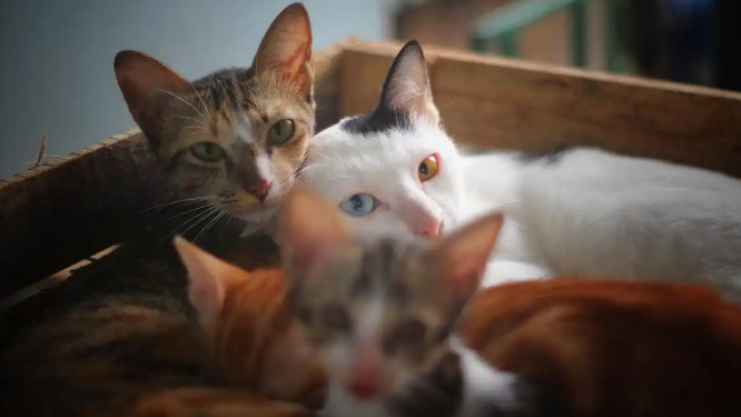 猫咪肾衰竭如何保守治疗 猫咪肾衰竭如何保守治疗