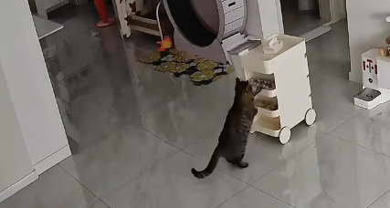 吉林小猫家中化身“列车员”,推着零食车满屋跑 吉林小猫家中化身“列车员”,推着零食车满屋跑