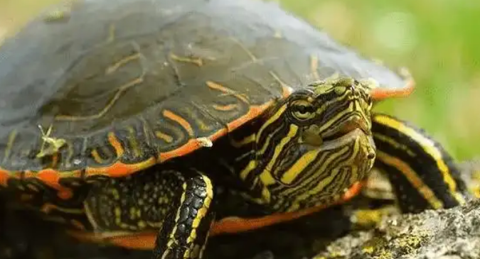 火焰龟会认主人吗？人龟互动真相大揭秘