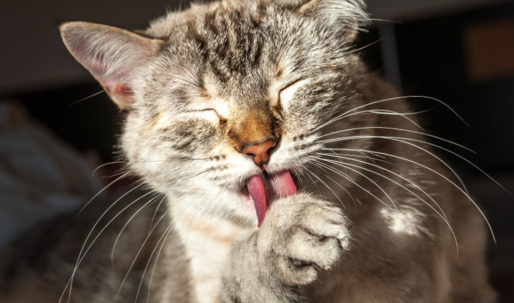 猫咪总是过度舔毛会有问题吗 猫咪总是过度舔毛会有问题吗