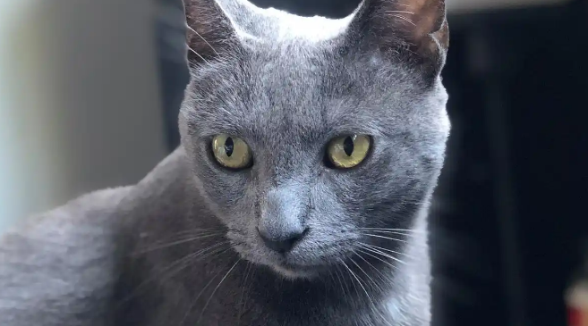 新手养蓝猫,蓝猫的这些优缺点你一定要知道 新手养蓝猫,蓝猫的这些优缺点你一定要知道