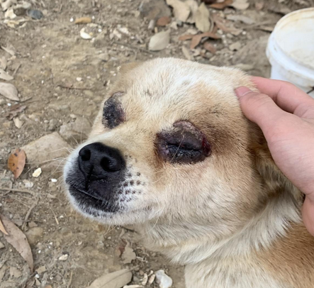 狗狗眼睛周围溃烂,而且化脓了怎么办 狗狗眼睛周围溃烂,而且化脓了怎么办