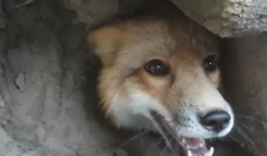 一只狐狸想钻狗洞逃跑,只因太胖卡在洞口! 一只狐狸想钻狗洞逃跑,只因太胖卡在洞口!